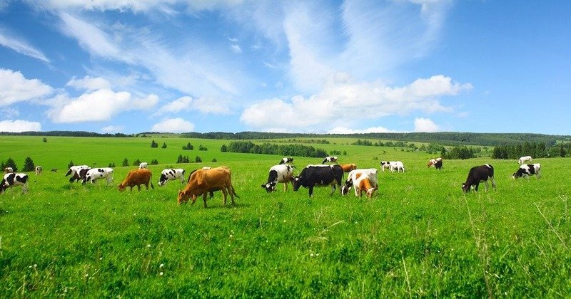 কৃষিকাজ ও পশুপালন কৃষিকাজ ও পশুপালন